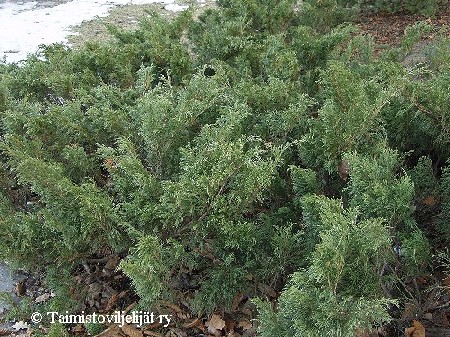 Juniperus sabina